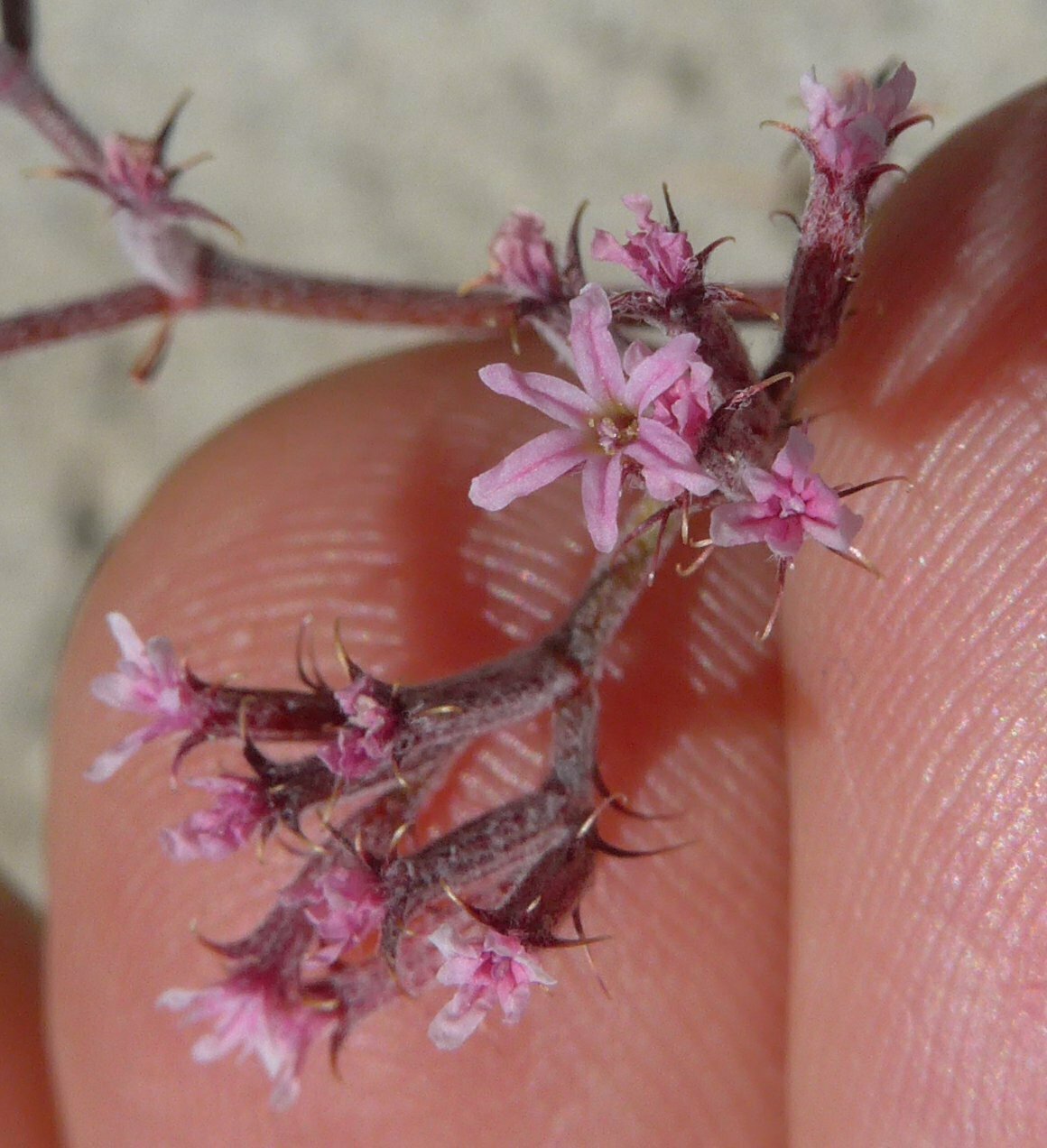 High Resolution Chorizanthe xanti Flower